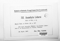 Phyllosticta laburni image